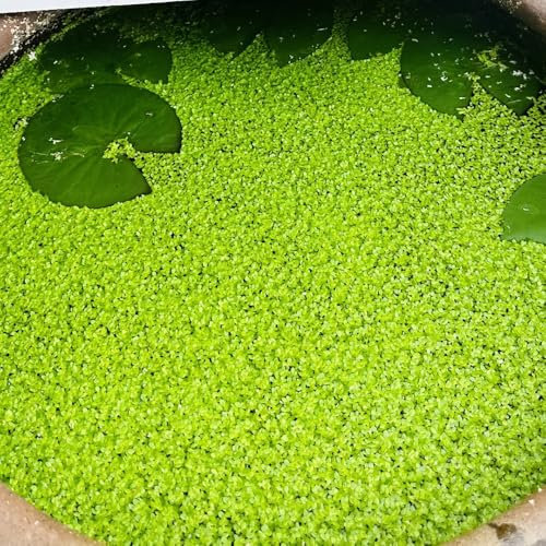 Wasserlinsen samen （aquarium schwimmpflanzen）- teichpflanzen winterhart、pflanzentopf zimmerpflanzen、schnell wachsender teichdekoration、balkonpflanzen schwimmende teichdeko、pflanzen für 100pcs
