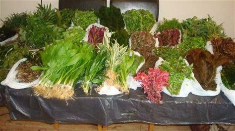 100 Live Tropical Aquarium Aquatic Freshwater Coldwater Plants, Fish Tank Plants with Weights (20 Bunches of 5) bunched Bunch Bunches Real Mixed Pack Bundle Weighted Plant