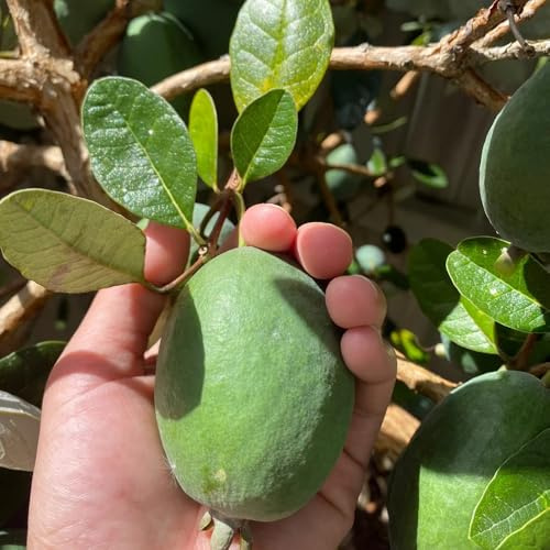 Semillas de feijoa, arbustos rápido crecimiento Acca sellowiana, invernaderos balcón fresca variedades antiguas jardín arbustos exóticas 70pcs