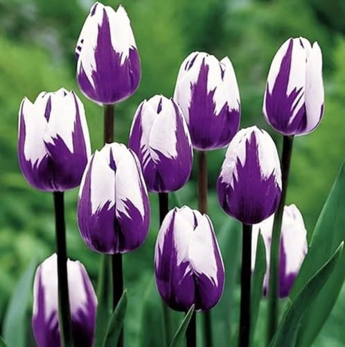 Bulbos de tulipán morado y blanco para plantar, tulipanes de bandera de llamas moradas, flores perennes para jardín paisajístico o cultivo en contenedores (10 bombillas)