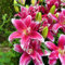 Bulbi di giglio perenni，Lilium bulbi giganti，Pianta di giglio，Crescita rapida，Facile da piantare e mantenere，Crea un giardino facilmente-2 bulbi-H