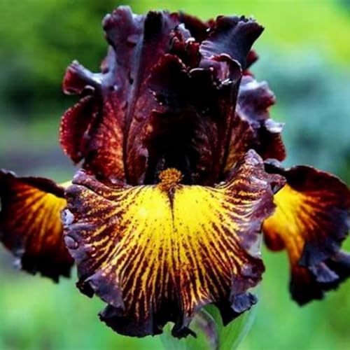 Iris, rizomi di Iris resistenti, rizomi perenni da giardino, piantagioni di Iris rari da giardino-4 rizomi-e