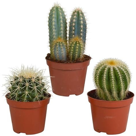 Cactus | Mezcla de cactus | 3 piezas | varias variedades | Ø 8,5 cm | 13-18 cm | Plantas de interior de fácil cuidado