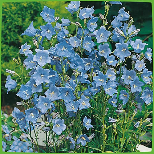 Pfirsichblättrige Glockenblume 'Takion Blue'