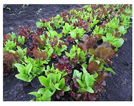 PREMIER SEEDS DIRECT - Lettuce Seeds - Gourmet LOOSELEAF Cutting Mix - 400 Seeds (Organic)