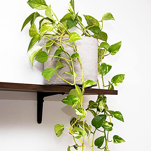 GardenersDream Epipremnum Aureum Pflanze – Lebende Efeutute Pflanze für drinnen – Farbenfrohe Tropische Zimmerpflanze – Dekorative Hängende Zimmerpflanze für Zuhause & Büro (inkl. 15cm Hängekorb)