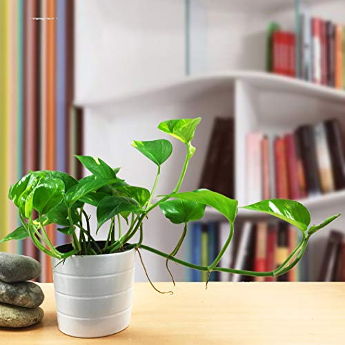 1 x Devil's Ivy Golden Pothos Ivy Arum House Plant in 12cm White Ceramic Pot & Autumn Gold Gravel Top Dressing