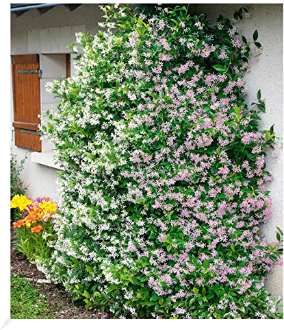 BALDUR Garten Duft-Jasmin Pink & Weiß,2 Pflanzen Trachelospermum jasminoides, Pink Showers, Sternjasmin, duftend, winterhart, pflegeleicht, blühende Kletterpflanze