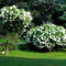 1 pianta di arbusto deciduo resistente in vaso: Hydrangea paniculata 'Grandiflora'.