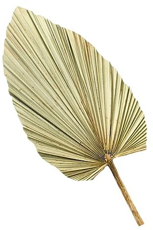 Cabilock 1pièce Palmier Séchée Naturelle Décoration De Mariage Et Fête Vert Olive