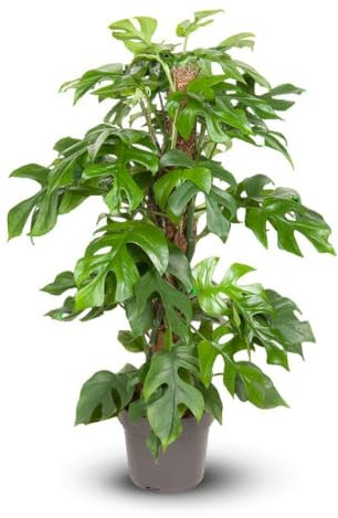 Attitude jardin - Monstera minima - rhaphidophora tetrasperma - purificateur d'air - 80-90 cm - ⌀ 19 cm - plante d'intérieur