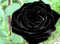 ¡BSNKRY rosal de terciopelo negro! ¡10 semillas! Peine. ¡S/H!