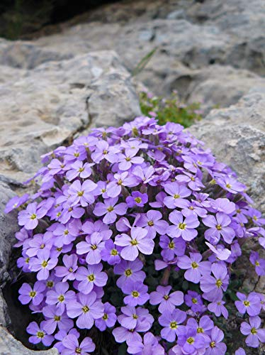 Aubretia Plants, 'Lilac Blue', 12 x Full Plant Pack, Winter Bedding Plants, Winter Aubretias, Garden Ready and Ready to Plant, Premium Quality Flowers