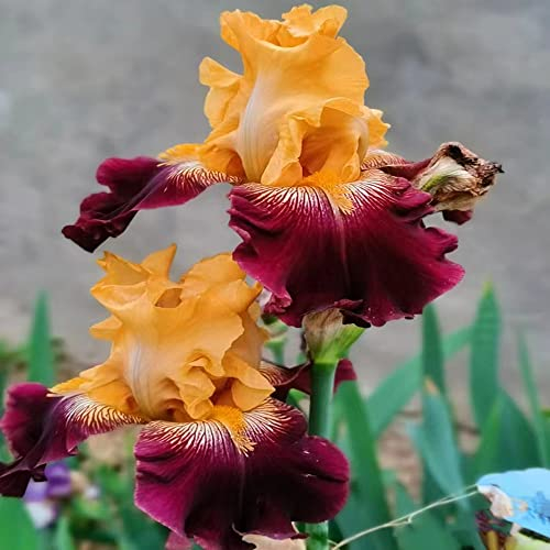 10 Stück schwertlilie gladiolen schwertlilien knollen rot zwiebeln winterhart mehrjährig Iris Hydroponik extrem winterharte kübelpflanzen garten geschenke hochbeet balkon pflanzen garten