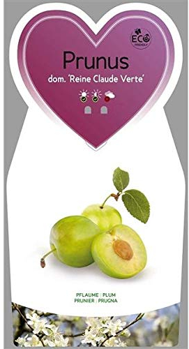 Prunus domestica 'Reine Claude Verte' ca. 120 cm – Große Grüne Reneklode – Obstbaum im Topf – Süß-saftige Pflaume – Winterhart – Essbar – Ideal für Garten & Terrasse