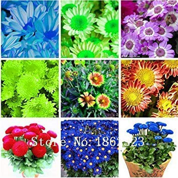 Chrysanthemensamen mehrjährige Blumensamen rosarote Ringelblumensamen lang voll von echten Gänseblümchensamen 100 Partikel/Beutel