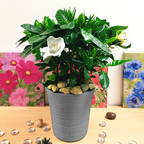 Easy Plants - Planta aromática de casa Gardenia en maceta de riego automático de rombo blanco brillante