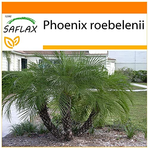 SAFLAX - Garden in the Bag - Zwerg - Dattelpalme - 25 Samen - Mit Anzuchtsubstrat im praktischen, selbst aufstellenden Beutel - Phoenix roebelenii