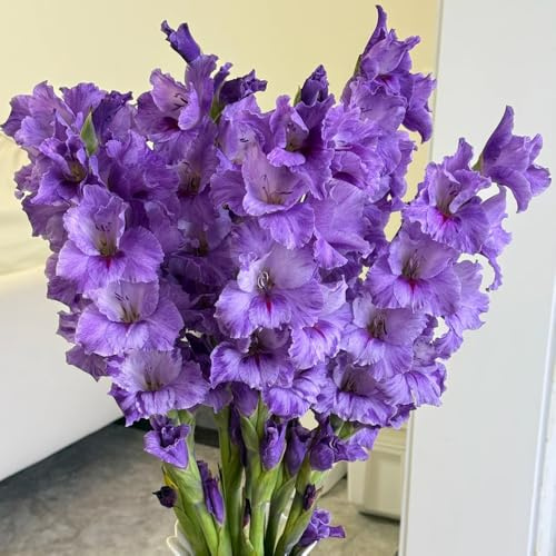 gladiolenzwiebeln winterhart mehrjährig - stauden bodendecker gartenblumen 10pcs