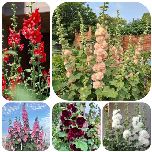 semi di malvarosa perenne resistente, malvarosa to perenni resistenti all'esterno selvatici da balcone da giardino, 100pcs