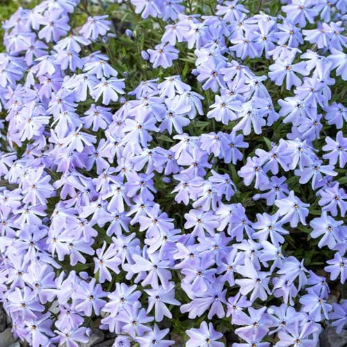 Phlox de alfombra - flox subulata decorativa silvestres de balcón semillas decoración semillas balcón prados silvestres jardín rocas reales en 1000pcs