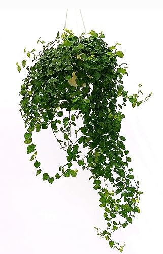 POWERS TO FLOWERS - FICUS PUMILA, FICUS REPENS BASKET, VASO 18CM pianta vera