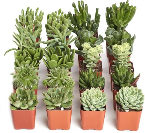 Pack de Suculentas y Crasas Vivas – Colores y Formas Surtidos