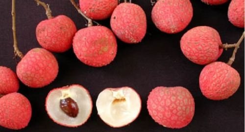 9EzTropical - Lychee Tropical Fruit Tree - 2 Feet Tall - Grafted Tree - Ship in 1 Gal Pot