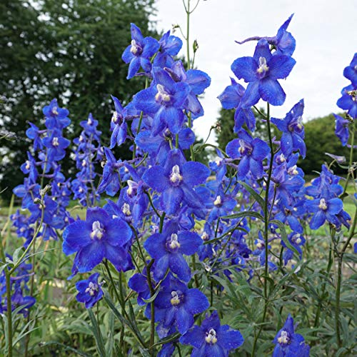 Blumixx Stauden Delphinium Belladonna-Hybride 'Atlantis' – Rittersporn winterhart, mehrjährig, blau blühend, für Beet & Schnitt, Wuchshöhe 80–100 cm, ideal für sonnige Standorte