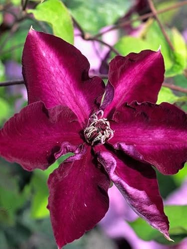 Clematis 'Amethyst Beauty'
