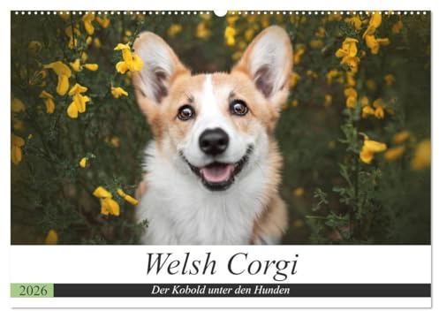 Welsh Corgi - Der Kobold unter den Hunden (Wandkalender 2026 DIN A2 quer), CALVENDO Monatskalender: Welsh Corgi: kleiner Hund, große Persönlichkeit.