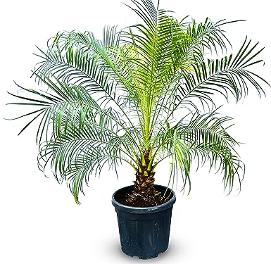 Tropictrees Phönix Roebelenii - Hauteur du tronc : 20-30 cm - Palmier dattier nain - Élégance exotique pour votre maison - À feuilles persistantes - Palmier