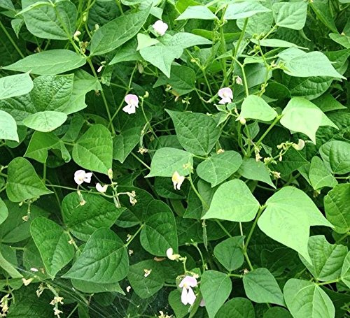 10 pezzi di semi di ortaggi verdi tepary bean