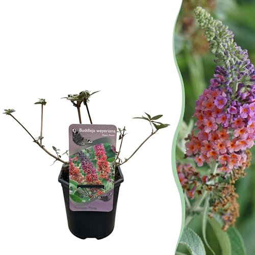 Arbusto delle farfalle - Buddleja davidii Flower Power - Fiore arancione viola - 1 Pianta - Deciduo - Attira le farfalle - 30cm - Ø18cm - Pianta da giardino