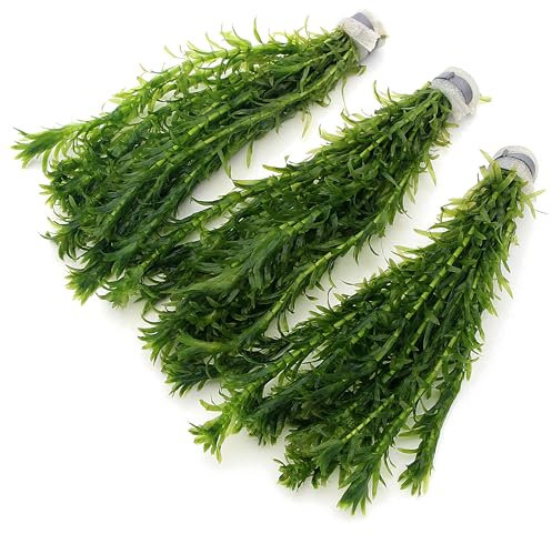 k2aqua 30 ELODEA DENSA Stems - 3 Bunches Oxygenating Weed Live Pond Plant Water Aquarium Aquatic Plants Egeria