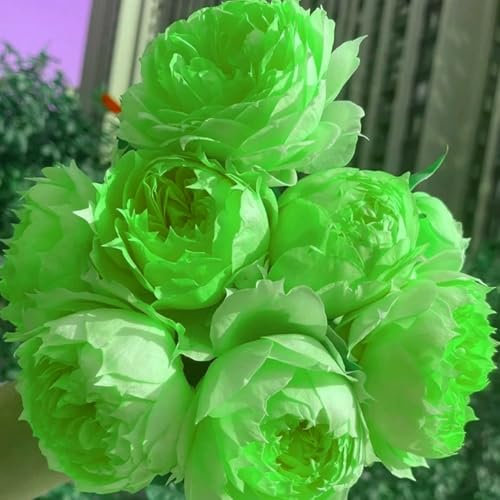 Rose pflanzen knollen winterhart - Strauchrosen, Duftrosen - Seltene Rosenpflanze Rose Blume mit rotem Rand Bonsai Blume flores Für Hausgartenblume-1Pflanze-A