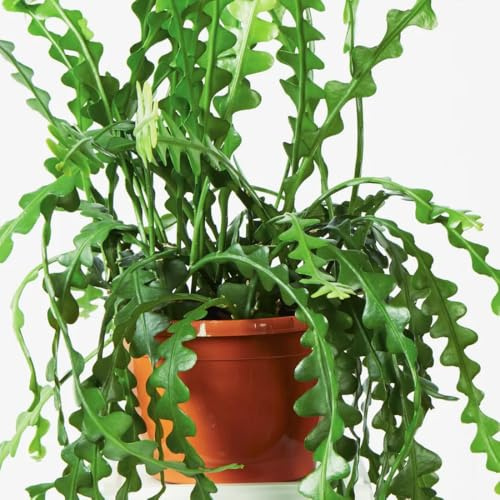 Epiphyllum Fishbone Cactus Starter Plant – 6-7 Tall, Live Succulent for Hanging Baskets, Indoor Houseplant in 2 Pot