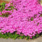 Haloppe 300 Unids Aubrieta Flores Plantas Semillas para Plantación de Jardín en Casa, Semilla de Berro Semilla de Hierba Perenne Multicolor para Exterior Rosado