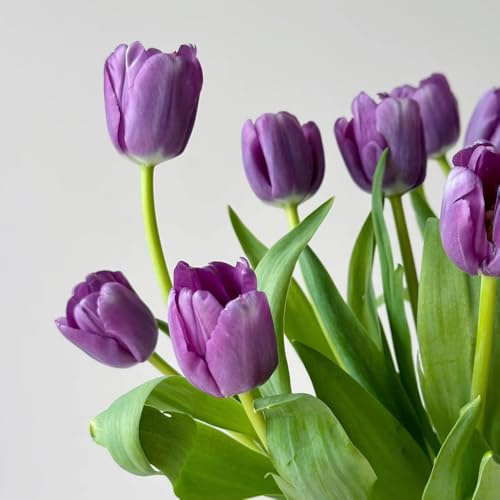 Bulbi di tulipani, bulbi a precoce, acquistare bulbi di tulipano, resistenti per contenitori esotiche 2pcs