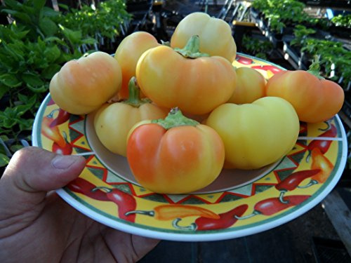 Sweet Apple Kambe Pepper 10+ Seeds