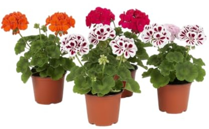 DECOALIVE | Lote de 4 Geranios Naturales en Maceta para Decoración Mediterránea, Plantas de Geranio Natural para Jardín y Exteriores