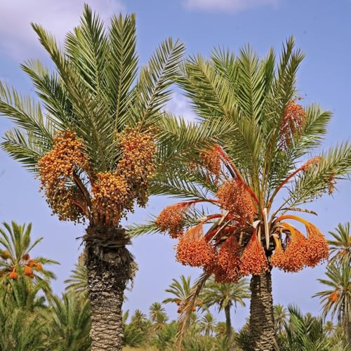 Palma da datteri - decorazione del soggiorno rampicanti da appartamento esotiche biologico, vecchie varietà rampicanti balcone giardino roccioso, 15semi