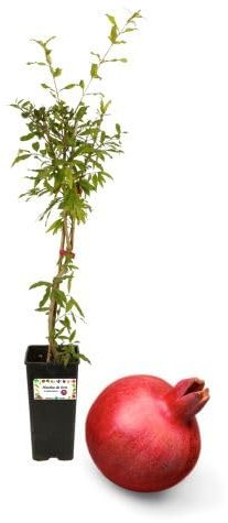 P. Piantine da Orto | Melograno Mollar (Senza Semi), Vaso da 2L, Pianta Pronta per Il Trapianto, Pianta Vera da Orto, da Balcone e da Esterno, Vivaio Italiano