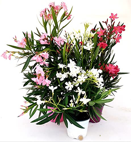 POWERS TO FLOWERS - TRIS OLEANDRO, BIANCO, ROSA E ROSA INTENSO, vaso 15cm, piante vere