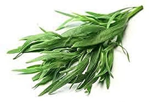 Tarragon Plants, 'French Tarragon', 1 x Full Plant in a 9cm Pot, Herb Plants, Garden Herbs, Garden Ready and Ready to Plant, Premium Quality Herbs