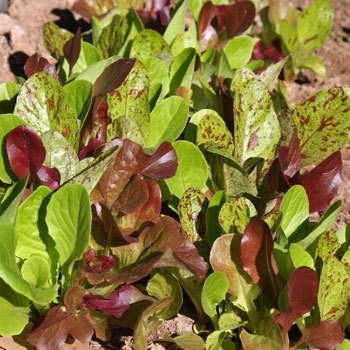 200 Semi di Terroir Lattuga romana Miscela - Lactuca sativa