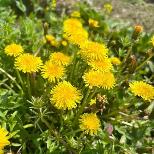 semillas de diente de león jardín balcón parterre semillas silvestres primavera cortadas verano medicinales comprar decoración 80pcs
