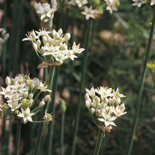 Garlic Chives Seeds - 100 Fresh Chive Herb Seeds – Plant and Grow Your Own Herbs Ideal for Indoors, Garden, Polytunnel, Growbags, Large Pots or Containers - Packed in The UK by Meldon Seeds