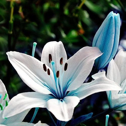 Saterkali Blaue seltene Lilien-Zwiebelsamen, 50 Stück blaue seltene Lilien-Zwiebel-Samen, die Lilium-Blumen-Haus-Bonsai-Garten-Dekor pflanzen