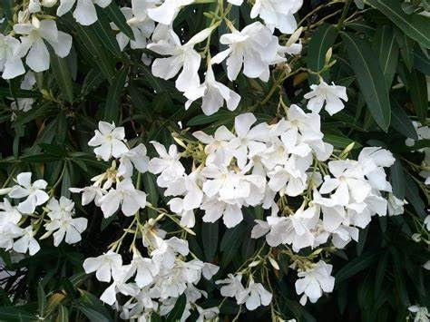 Alberello di Nerium Oleander, Pianta Ornamentale con Fiori Rosa, Bianchi e Rossi, alberello da Giardino, Alt.180cm (Bianco)